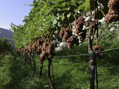 Bild 17 aus  Bachmannhof