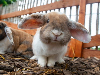 Bild 17 aus  Bauer Korl's Golchener Hof
