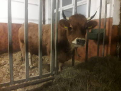 Bild 20 aus  Bichlerhof