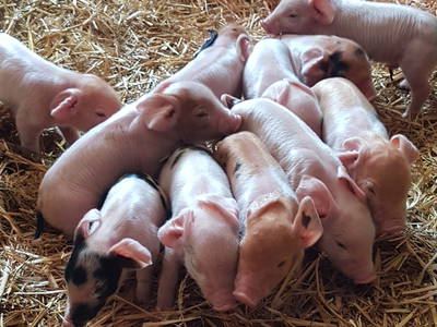 Bild 36 aus  Schellen Hof