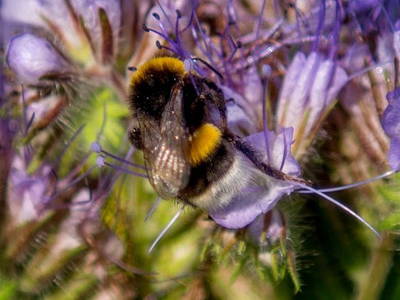 Bild 39 aus  Ferienhof Stegen