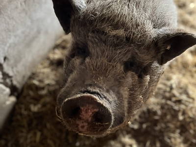 Bild 8 aus  "Ekenhoff"