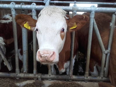 Bild 14 aus  Bauernhof Härtel