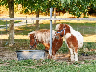 Bild 11 aus  Ferienhof Stetter