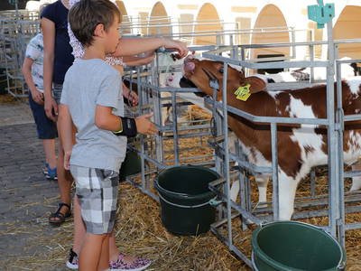 Kinder beim Kälber füttern