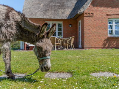 Bild 12 aus  Lindenhof