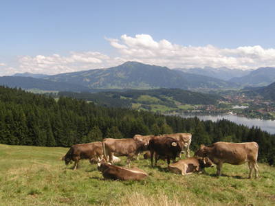 Bild 8 aus  Ferienhof Schmid