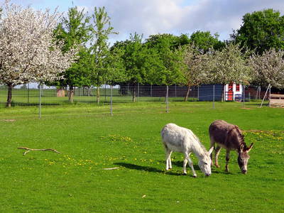 Bild 16 aus  Ferienhof Birnbaum