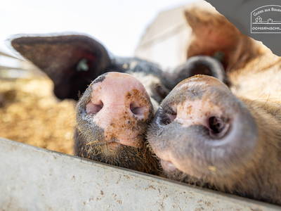 Bild 22 aus  Landhaus-Apartments