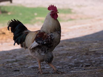 Bild 22 aus  Gutshof Hungerburg