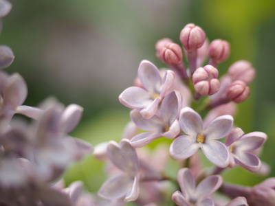 Bild 13 aus  Cohrshof