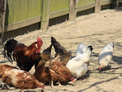 Bild 25 aus  "Höhenhof - Erlebnisbauernhof"