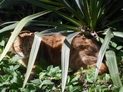 Bild 15 aus  WindWeiteWattenmeer Ferien in Tossens