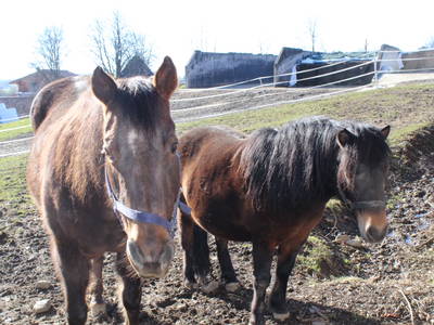 Bild 44 aus  Woferlhof