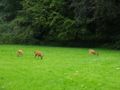 Bild 27 aus  Gut Hohenhain