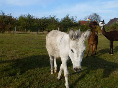 Bild 13 aus  Hof Roßkamp