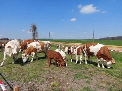Bild 30 aus  Camping am Hofweiher beim Brunnerhof