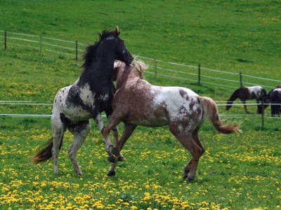 Bild 9 aus  Gut Friedenthal