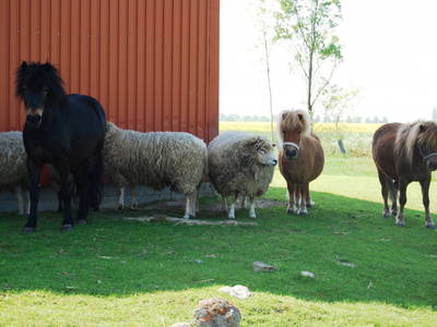 Bild 36 aus  Ahoi Ostsee:  Bauernhof und OstseeUrlaub - Ferienhof Becker in Dahme