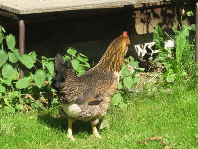 Bild 13 aus  Obermoarhof