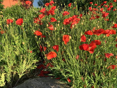 Bild 39 aus  Nordseefewo Lämmerblick