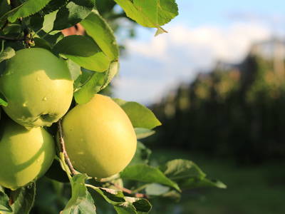 Apfelgärten rund um den Krösshof