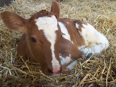 Bild 17 aus  Bauernhof Büchsenschütz