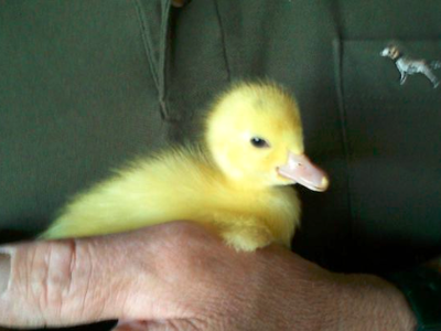 Bild 17 aus  Gutshof Hungerburg