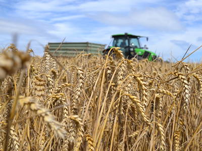 Bild 14 aus  Ferienbauernhof Ohr