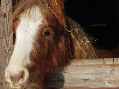 Bobby unser Jüngster