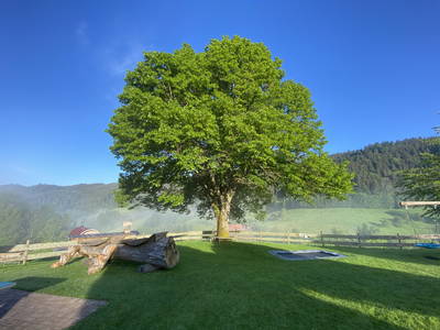 Bild 19 aus  Fussbauernhof