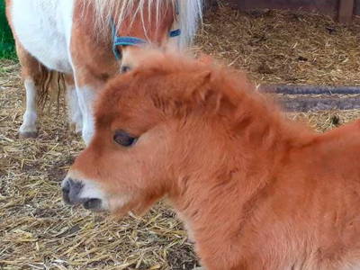 Bild 8 aus  Ferienhof Richter