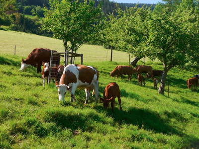 Bild 3 aus  Maierhof