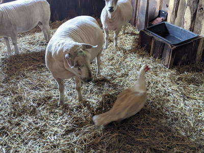 Bild 43 aus  Baustrup Hof