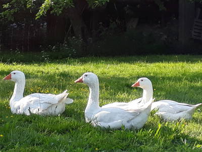 Unsere Gänse