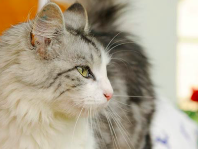 Bild 13 aus  Ferienhof  Schmidtner