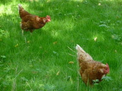 Bild 6 aus  Baierhof