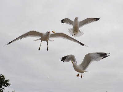 Gehören bei uns dazu beim Landleben an der "Waterkant": Möwen!