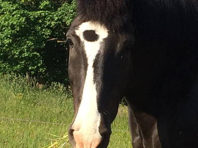 Bild 4 aus  Relaxen auf der grünen Wiese mit Pferden als Nachbarn