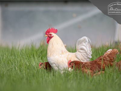 Bild 23 aus  Landhaus-Apartments