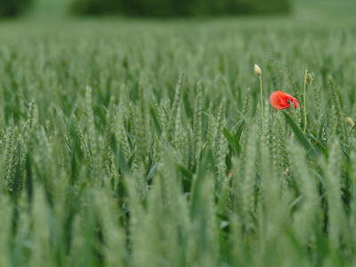 Bild 45 aus  Hof Schlossblick  " der etwas andere Bauernhof "