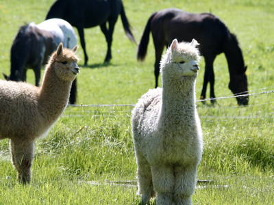 Bild 16 aus  Gut Sommereichen