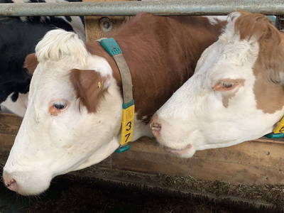 Bild 42 aus  Ferienhof Dingeldey