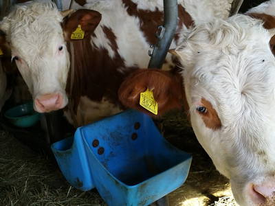 Bild 6 aus  Maurerhof