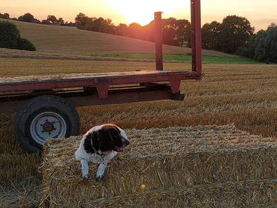 Bild 9 aus  Ferienhof Theede- Urlaub in Ostseenähe