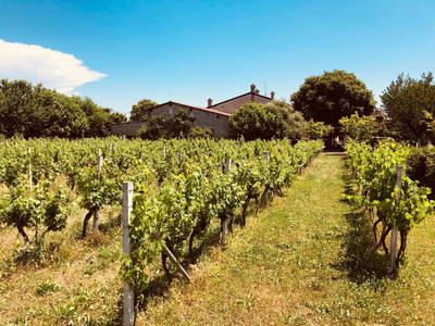 Bild 35 aus  Bauerhofurlaub zwischen den Touristenattraktionen Gardasee, Verona und Mantua