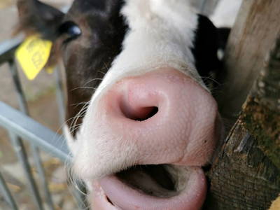 Bild 51 aus  Frankhof