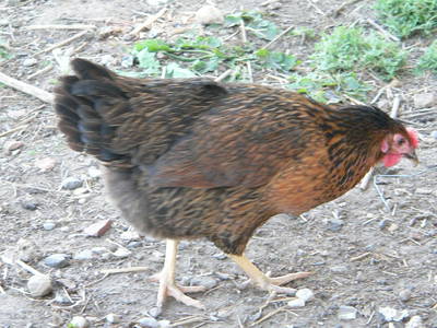 Bild 27 aus  Grenzer Ökohof