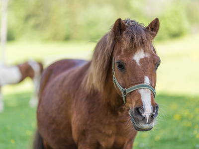 Bild 9 aus  Unterhöfenhof im malerischen Jostal am Titisee im Schwarzwald