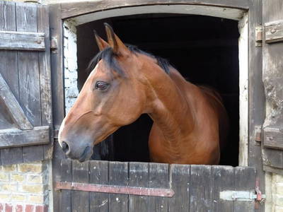 Bild 4 aus  Luisenhof Paretz